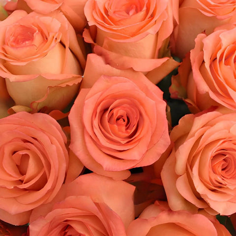 Imagination Coral Rose Close Up - Image