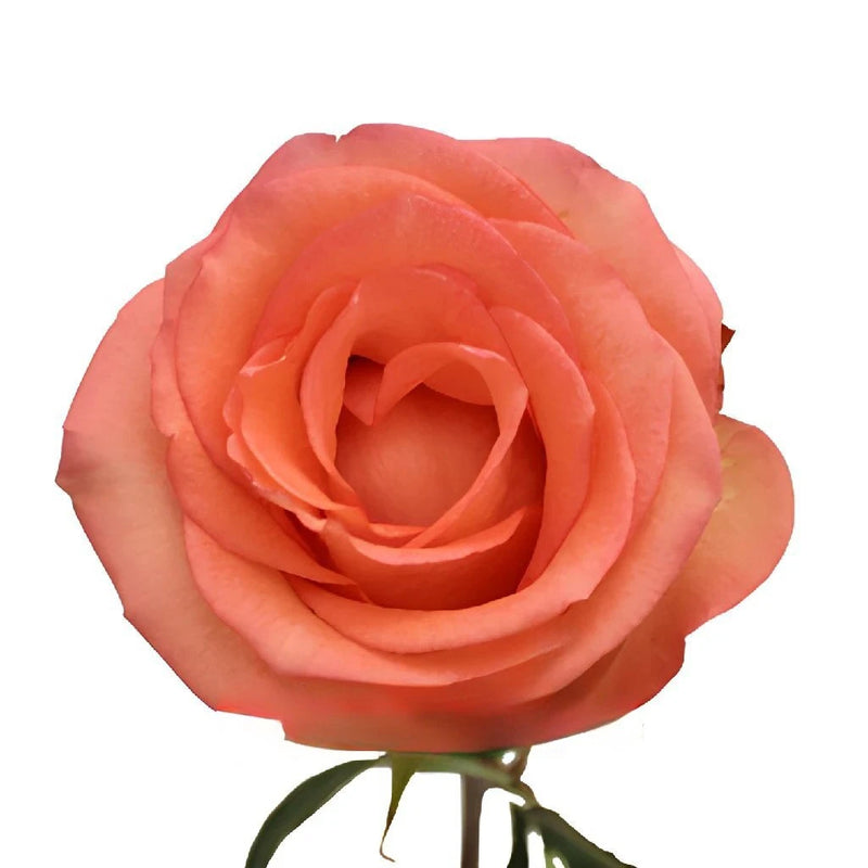 Imagination Coral Rose Stem - Image