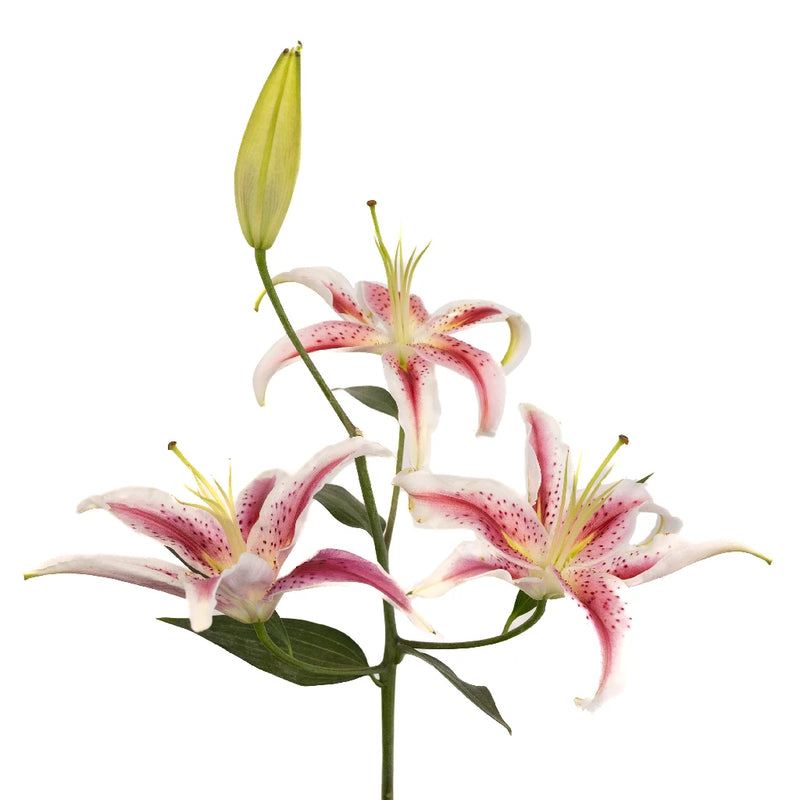 starfire lily flower Buy Wholesale Hot Pink Starfighter Oriental Lilies in Bulk