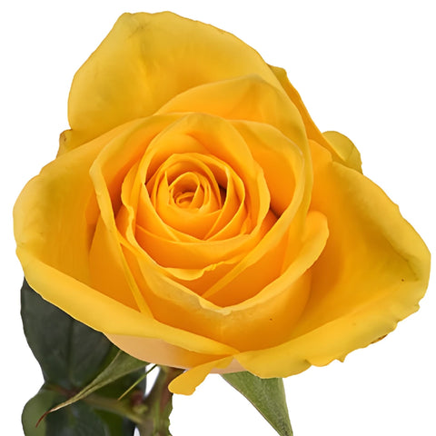 Impact Yellow Rose