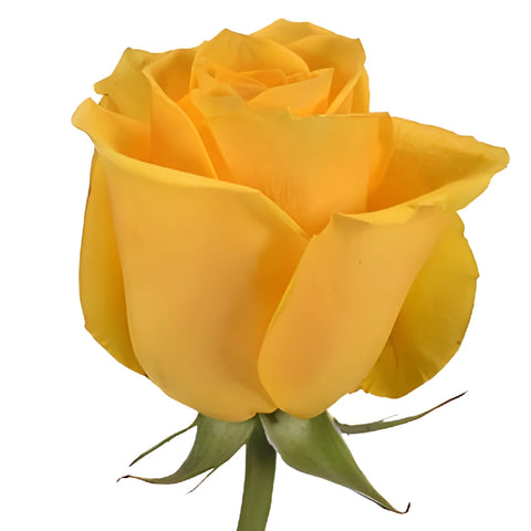 Impact Yellow Rose