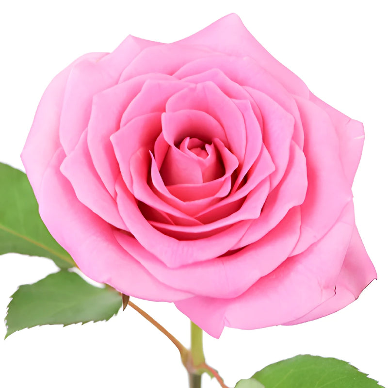 Pink Sweetheart Roses