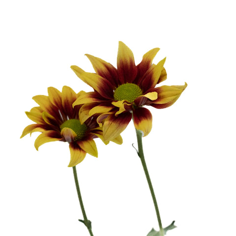 Indian Paintbrush Daisy Flower Stem - Image