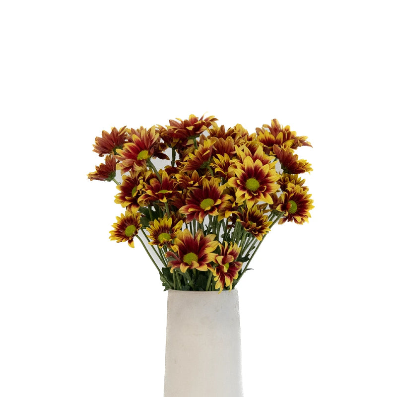 Indian Paintbrush Daisy Flower Vase - Image