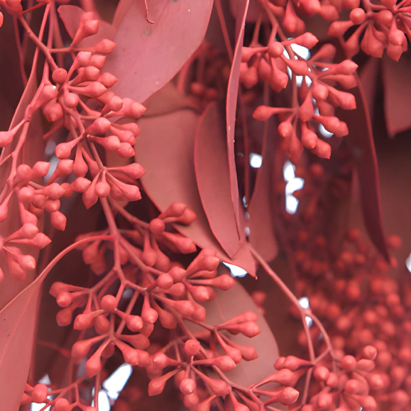 Red seeded Eucalyptus Wholesale