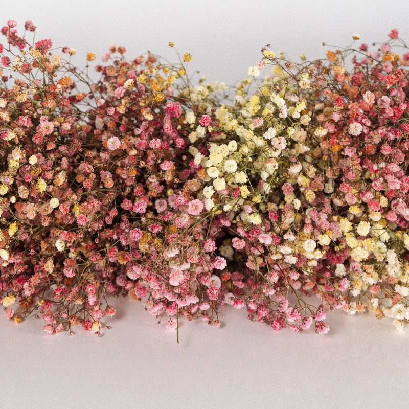 Indian Summer Baby's Breath Tinted Garland Close Up - Image