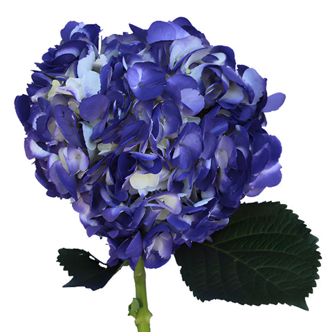 Indigo Nights Airbrushed Hydrangeas Stem View