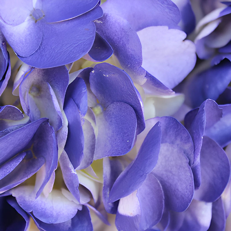 Indigo Nights Airbrushed Hydrangea Up Close