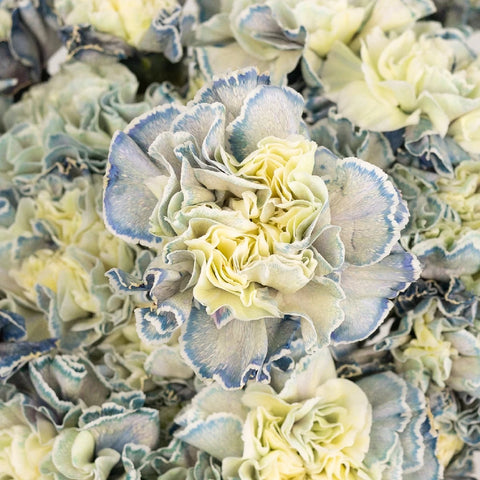 Industrial Blue Carnation Wholesale Flowers Close Up - Image