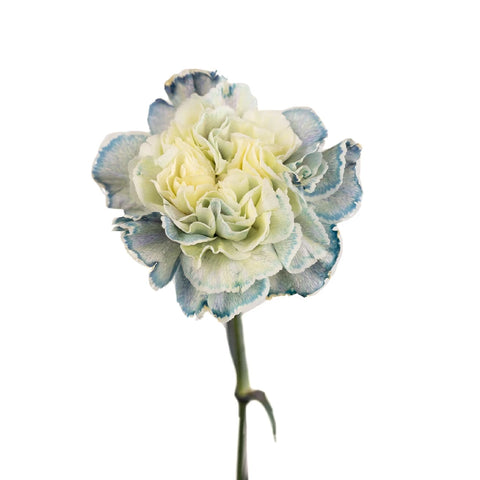 Industrial Blue Carnation Wholesale Flowers Stem - Image