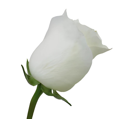 Innocence White Rose Side Stem View