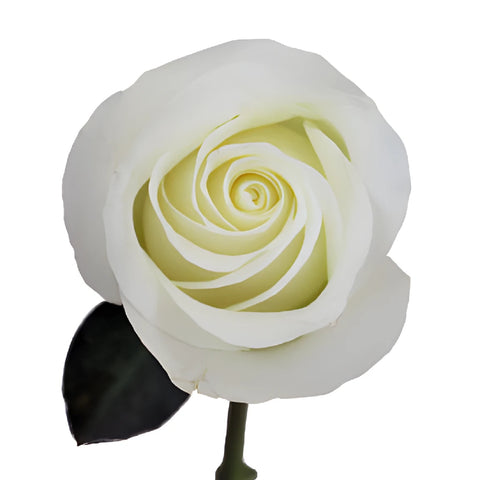 Innocence White Rose Stem