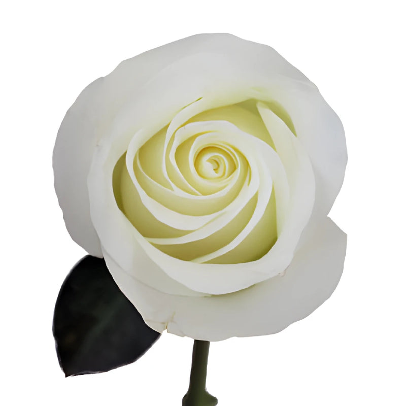 Innocence White Rose Stem