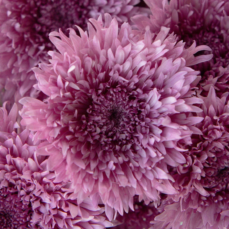 Intriguing Lavender Pink Pom Flower Close Up - Image