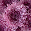 Intriguing Lavender Pink Pom Flower