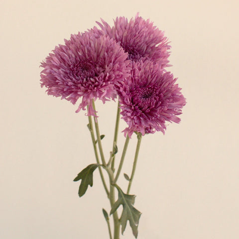 Intriguing Lavender Pink Pom Flower Stem - Image