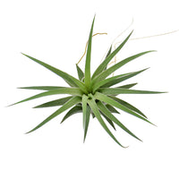 Green Ionantha Mexican Air Plants