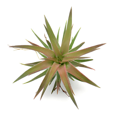 Reddish Green Tinted Ionantha Air Plants
