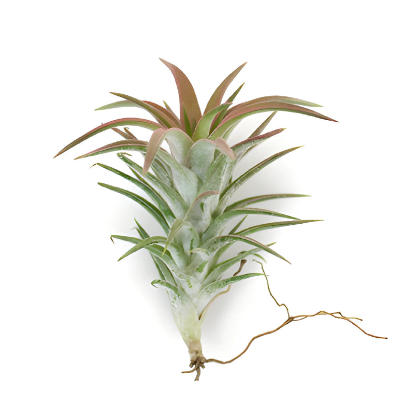 Reddish Green Tinted Ionantha Air Plants
