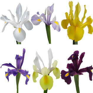 Farm Mix Iris Flower Pack