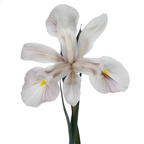 White Tinted Brownie Iris Flowers