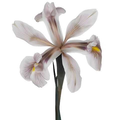White Tinted Brownie Iris Flowers