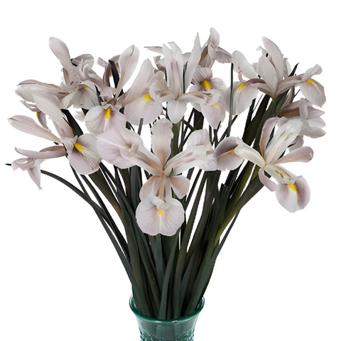 White Tinted Brownie Iris Flowers