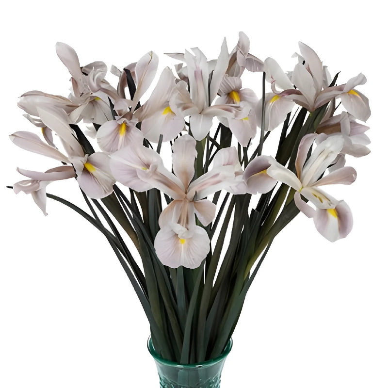 White Tinted Brownie Iris Flowers