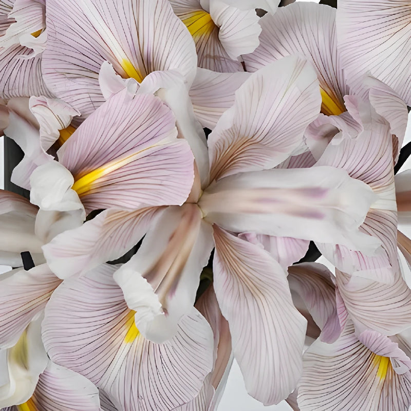 White Tinted Brownie Iris Flowers
