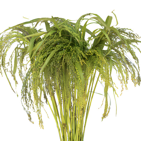 Irish Millet Bulk Greens