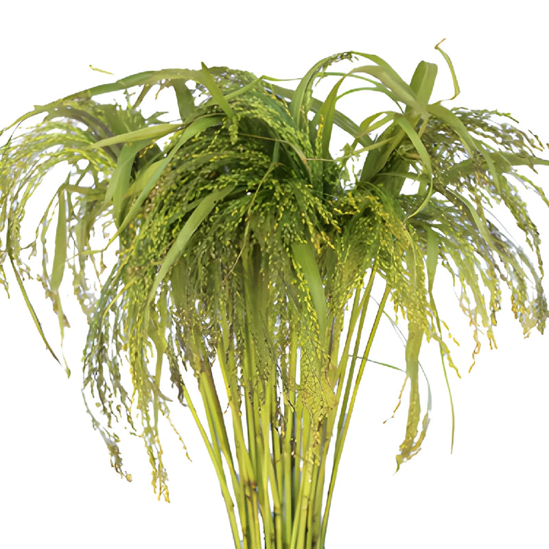 Irish Millet Bulk Greens