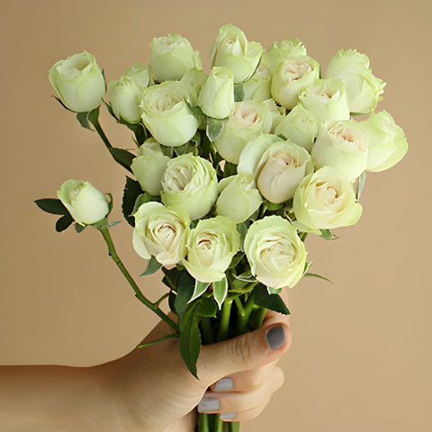 Irishka Cream Wholesale Rose Bunch in a hand