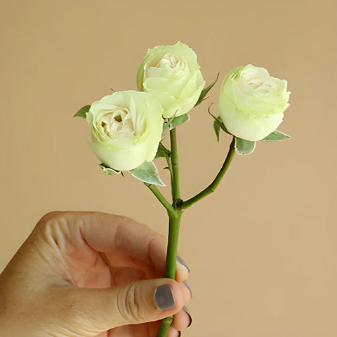 Irishka Cream Rose Stem