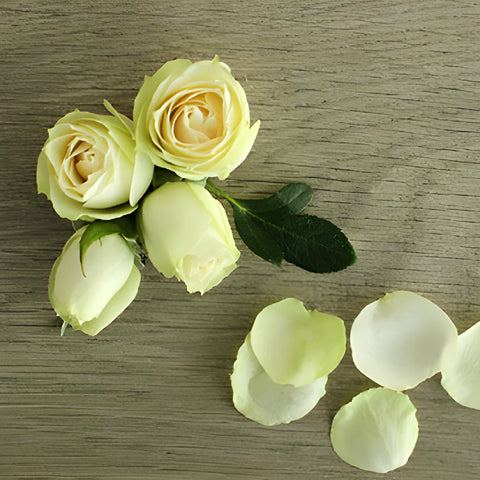 Irishka Cream Rose Bunch