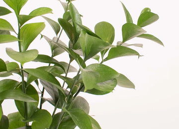 Israeli Ruscus Greenery Up Close