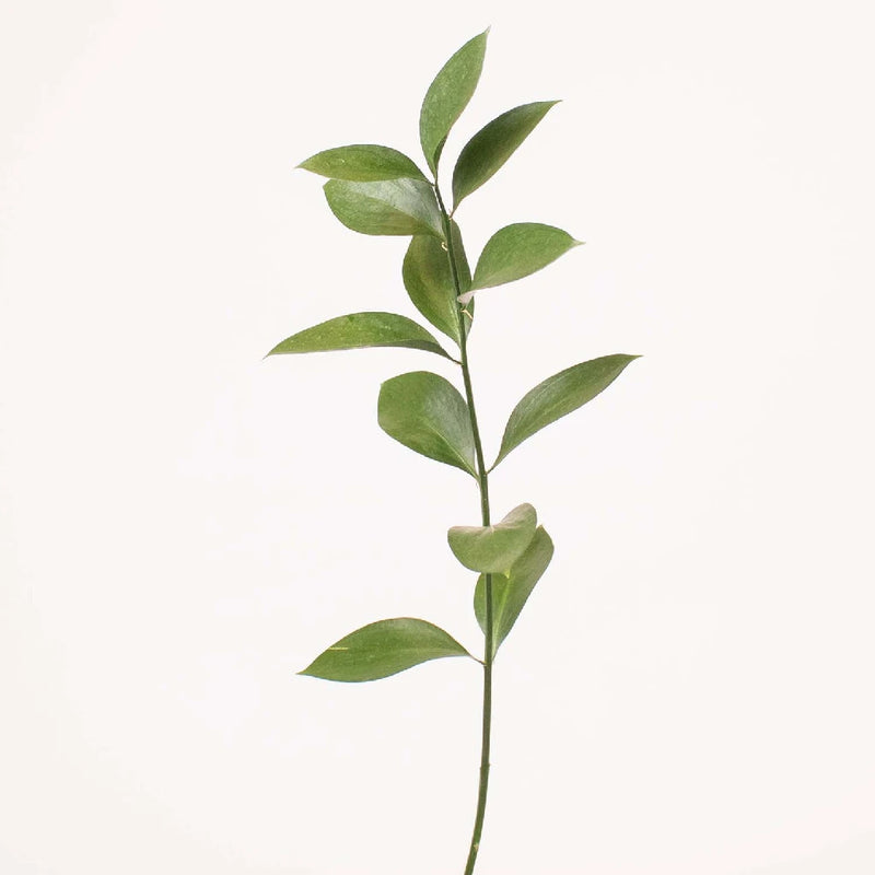 Israeli Ruscus Greenery Stem