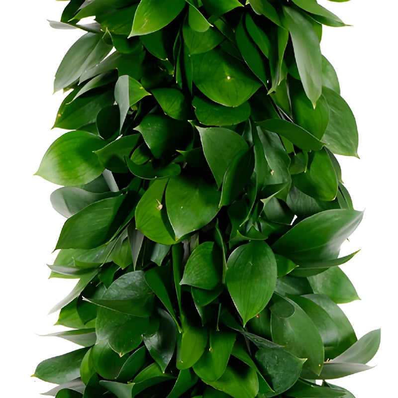 Israeli Ruscus Greens Garland