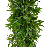 Italian Ruscus and Nagi Greens Garland