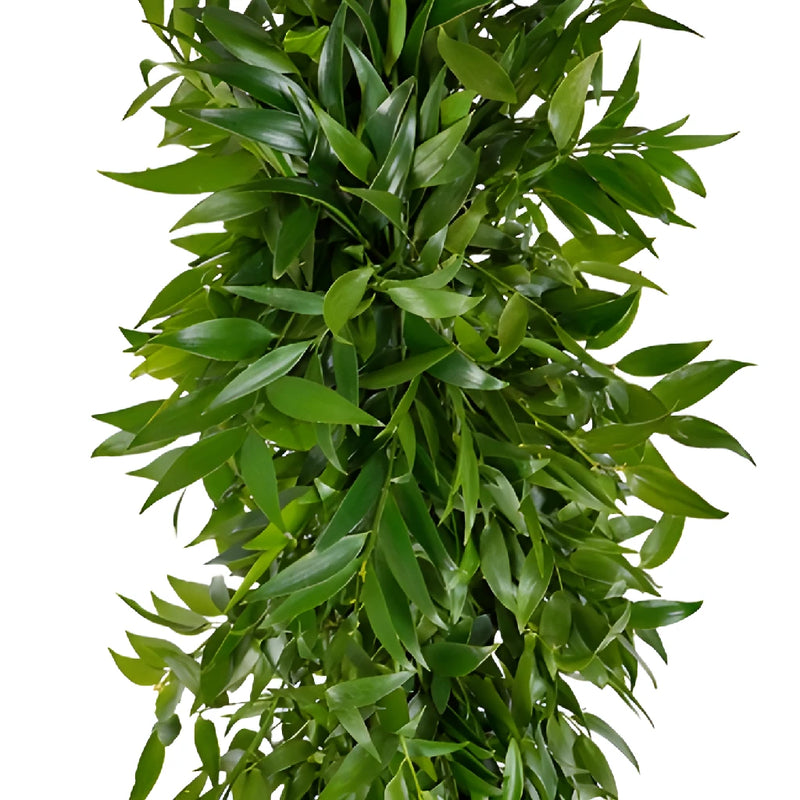 Italian Ruscus and Nagi Greens Garland