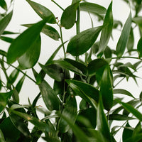 Italian Ruscus Greenery Close Up - Image