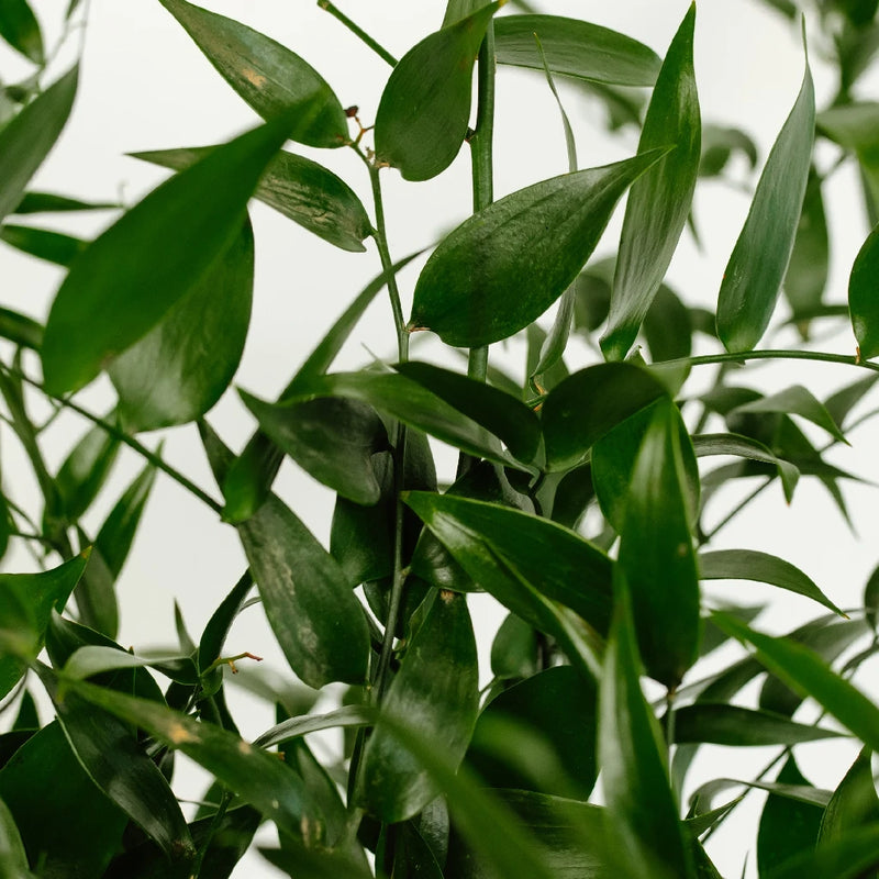 Italian Ruscus Greenery Close Up - Image