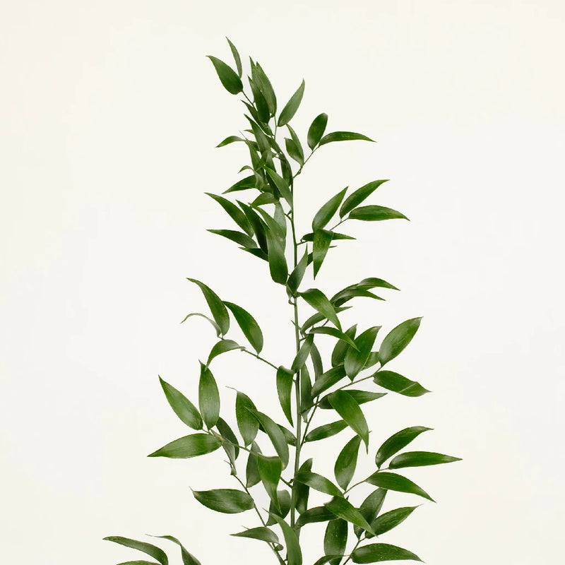 italian ruscus plant seeds Buy Wholesale Italian Ruscus Greenery in Bulk