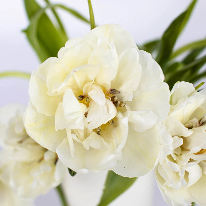 Verona Cream Double Tulip Wholesale Flower Up close