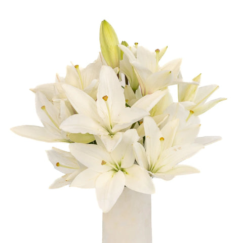 Ivory Hybrid Lily Stem - Image