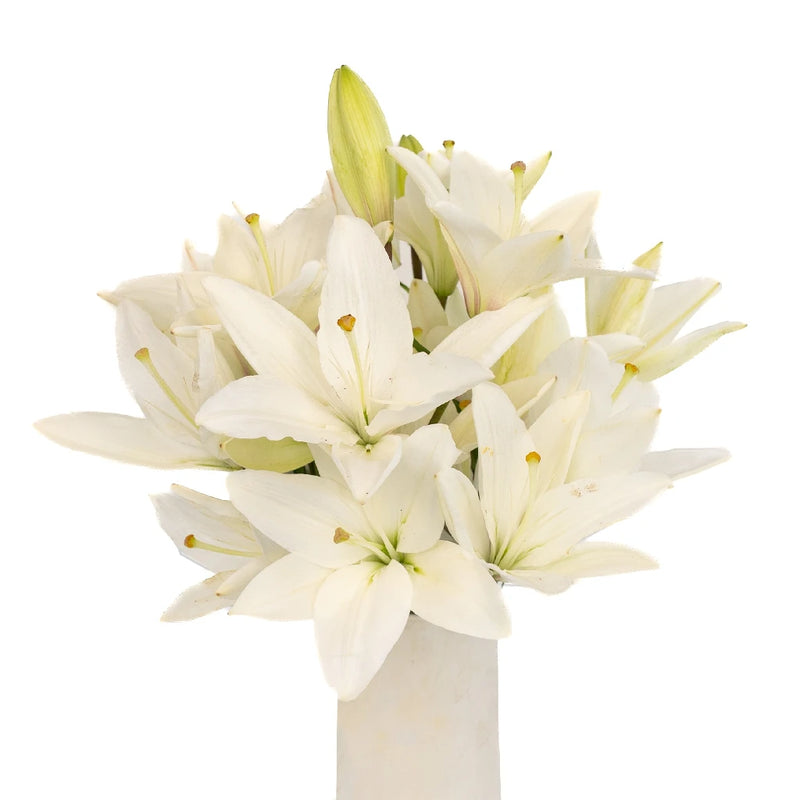 do white lilies protect herbs osrs Buy Wholesale Ivory Hybrid Lily in Bulk