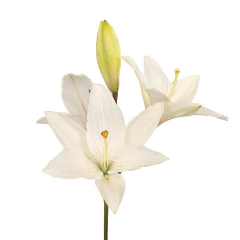 Ivory Hybrid Lily Vase - Image