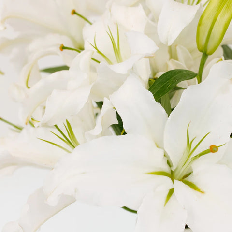 Ivory Oriental Lily Close Up - Image