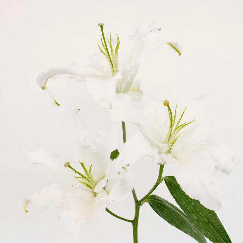 Ivory Oriental Lily Stem - Image