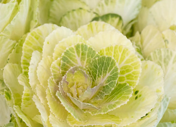 Ivory Princess Kale Close Up - Image