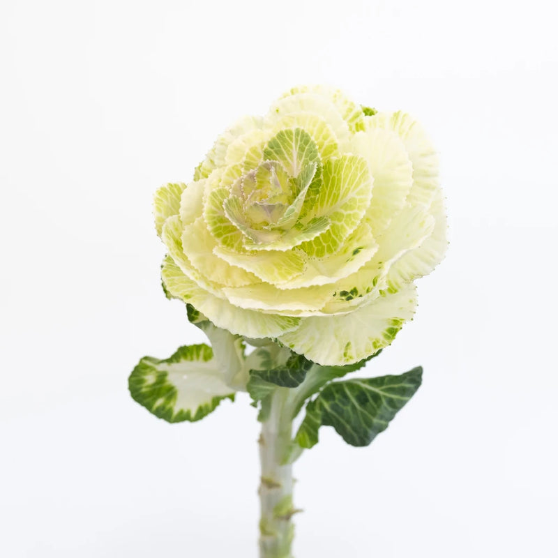 Ivory Princess Kale Stem - Image